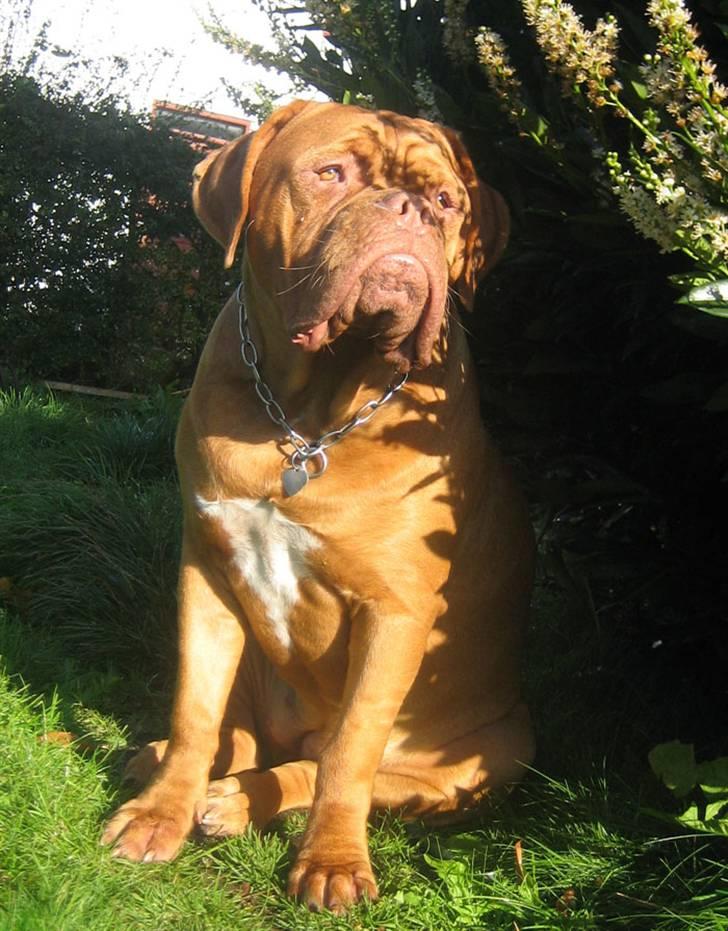 Dogue de bordeaux J'adore - 10 måneder og nyder efterårssolen billede 4