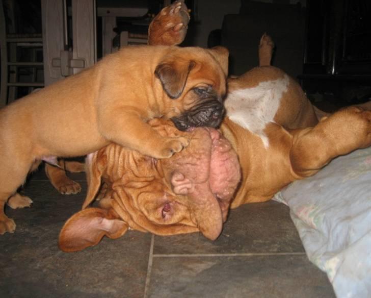 Dogue de bordeaux J'adore - Leger med Santos (Clios hvalp) billede 5