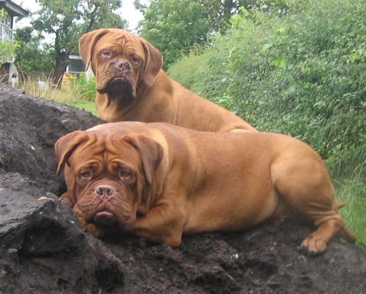 Dogue de bordeaux J'adore - Clio og J´adore når de er allermest farlige!!!  billede 6