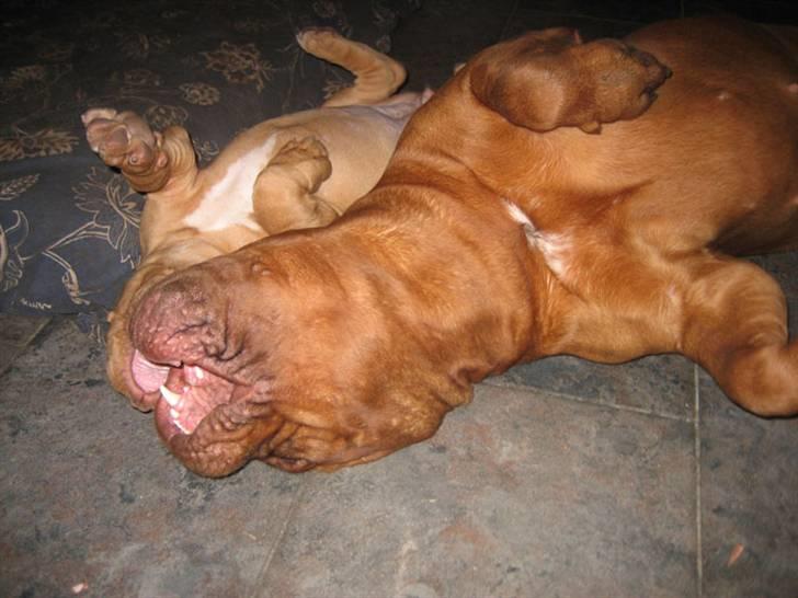 Dogue de bordeaux J'adore - J´adore og Clio har altid været best buddies billede 8