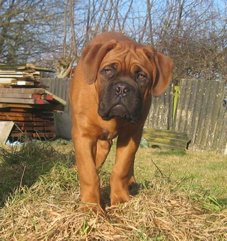 Dogue de bordeaux Sienna - 4 mdr. gammel billede 1