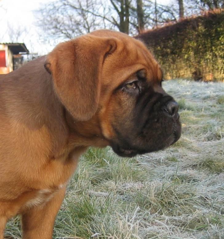 Dogue de bordeaux Sienna billede 2