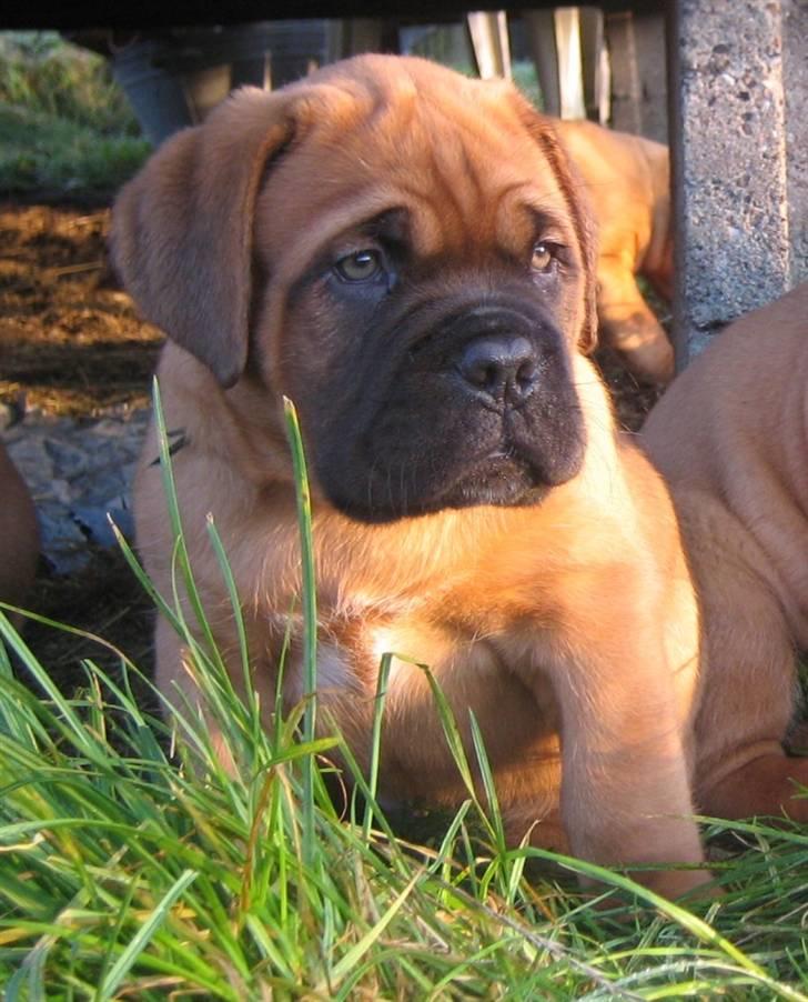 Dogue de bordeaux Sienna - 7 uger gammel billede 3