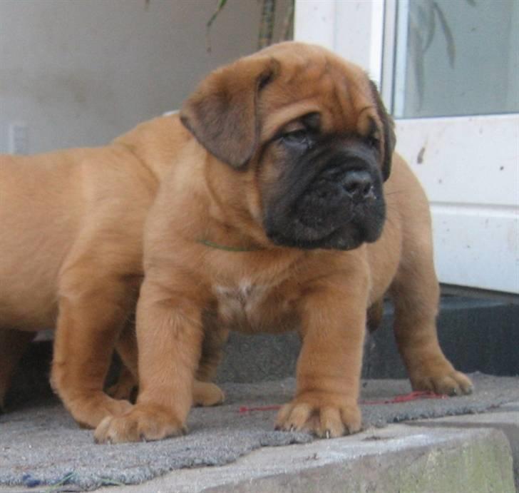 Dogue de bordeaux Sienna billede 4