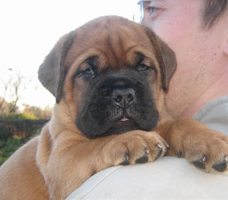 Dogue de bordeaux Sienna - 5½ uge gammel billede 5