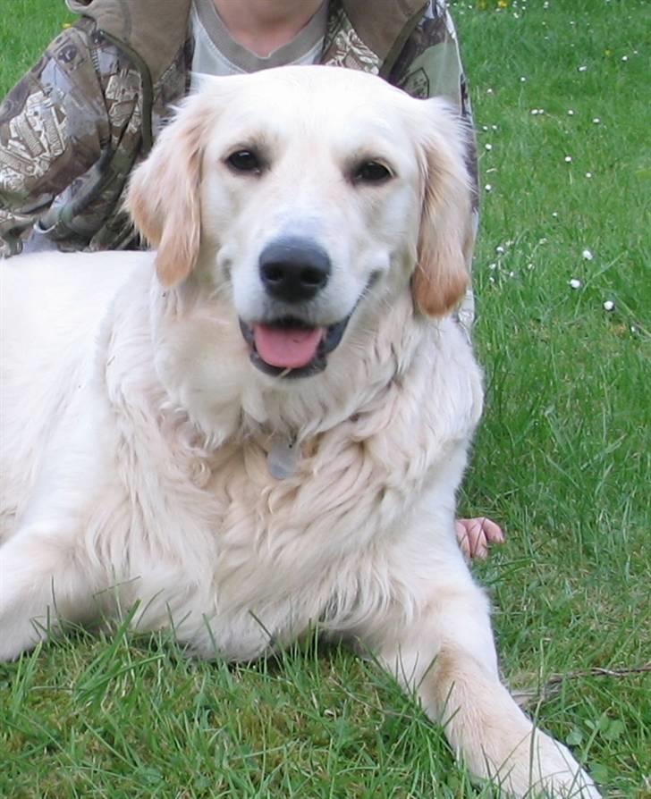 Golden retriever Sika - Sika er nu 1 år d. 19 Maj 2009 billede 18