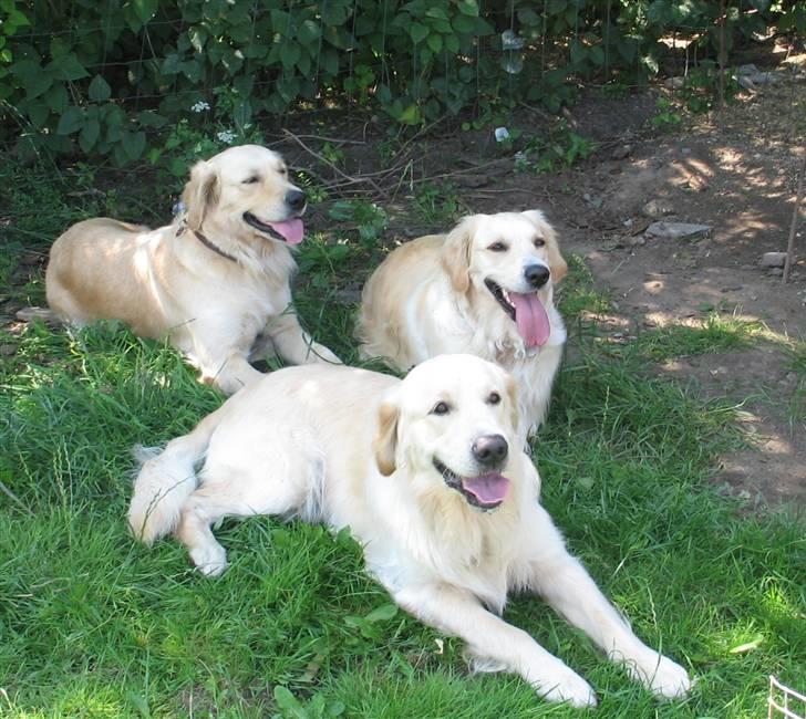 Golden retriever Sika - Freja,Sika og Bulder billede 19