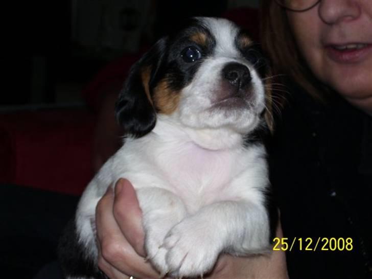 Blanding af racer Kiwi billede 1