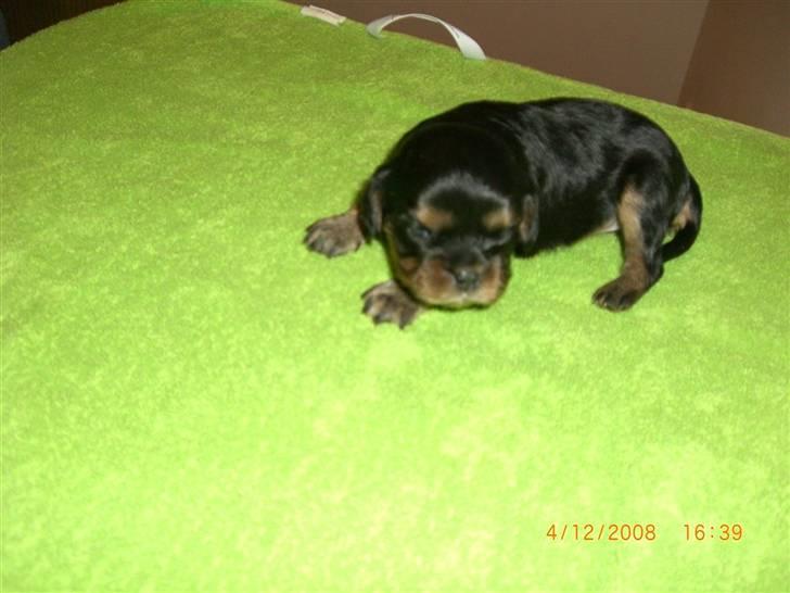 Cavalier king charles spaniel Flicka billede 6