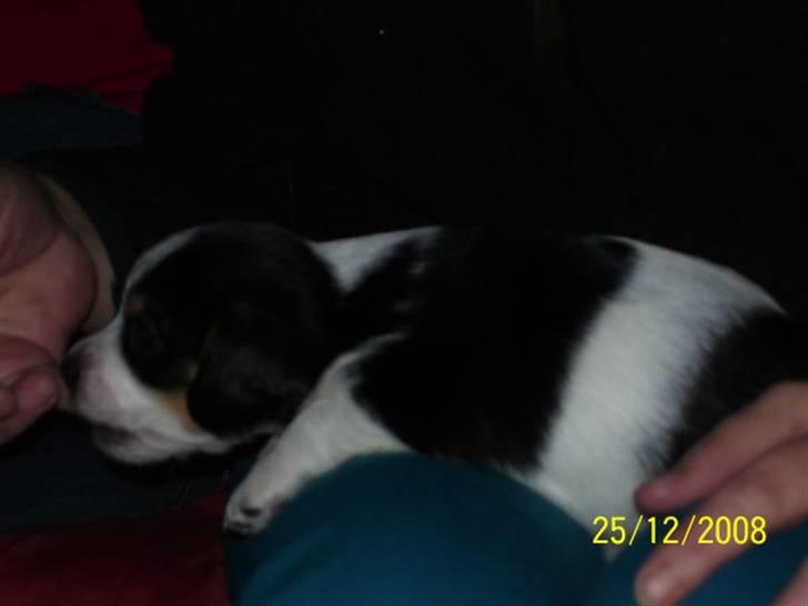 Blanding af racer Kiwi billede 2