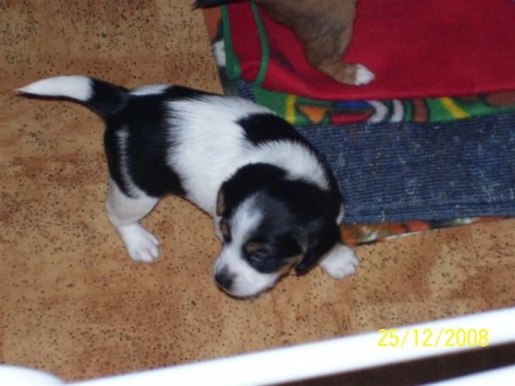 Blanding af racer Kiwi billede 3