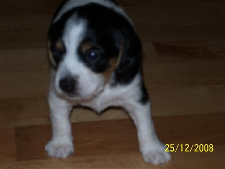 Blanding af racer Kiwi billede 4