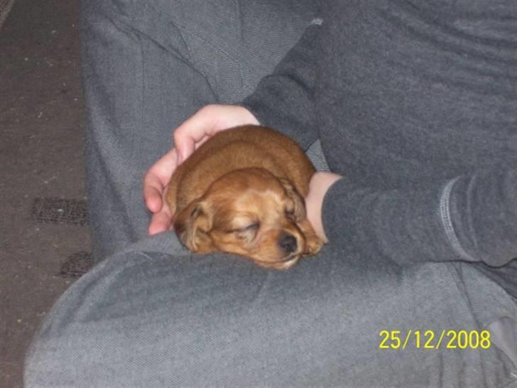 Blanding af racer Buster billede 8