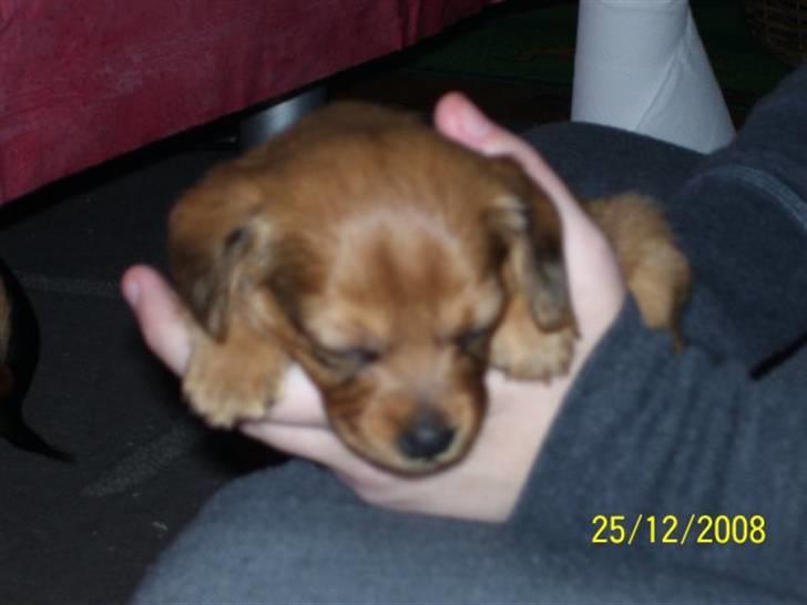 Blanding af racer Buster billede 9