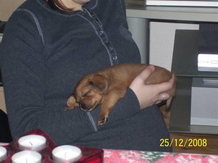 Blanding af racer Buster billede 10