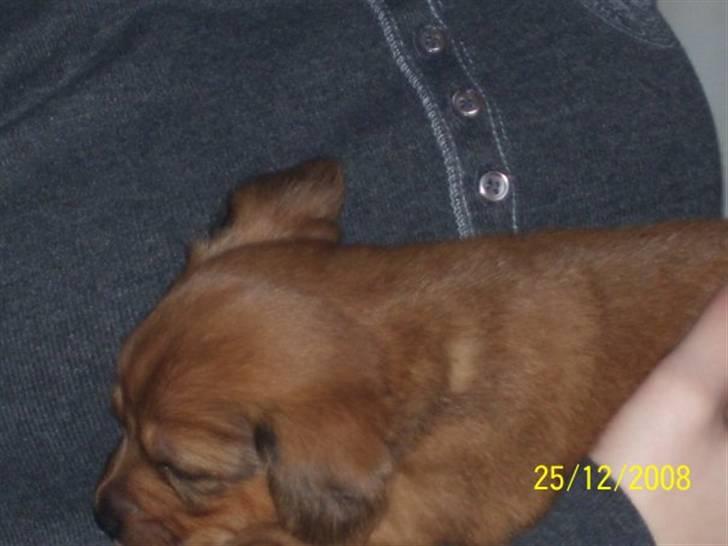 Blanding af racer Buster billede 11