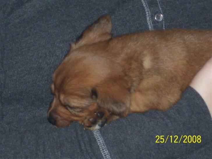 Blanding af racer Buster billede 12