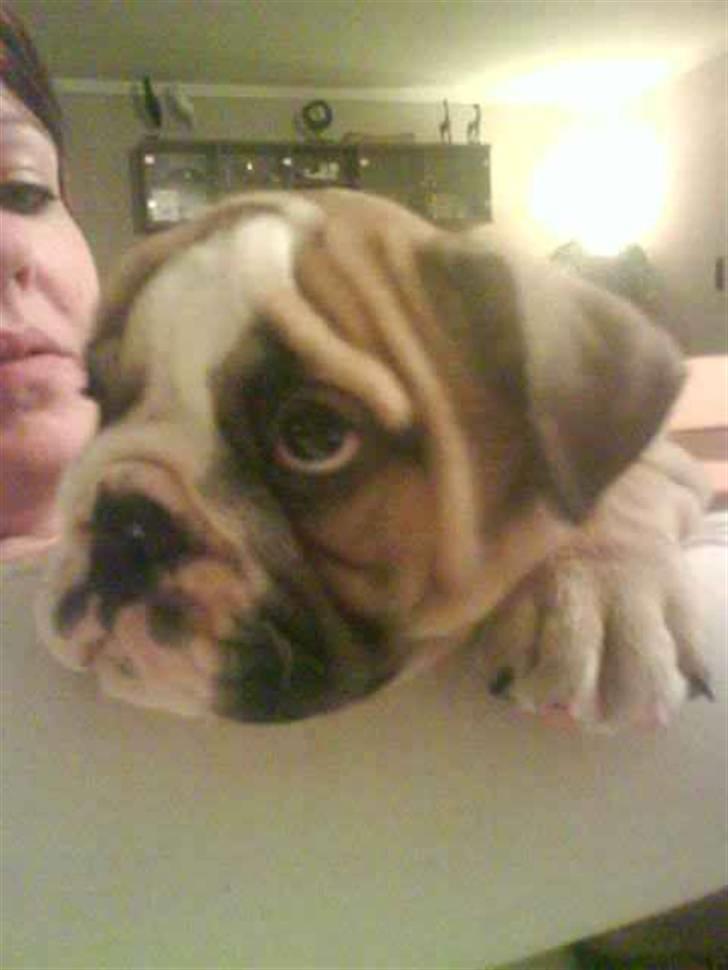 Engelsk bulldog Bertha - hvis jeg nu giver mine tigge øjne, ku jeg så smage lidt af deres aftensmad? billede 6