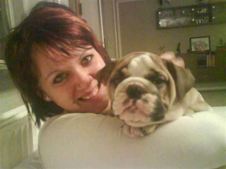 Engelsk bulldog Bertha - Pige banden ude på ballade billede 7