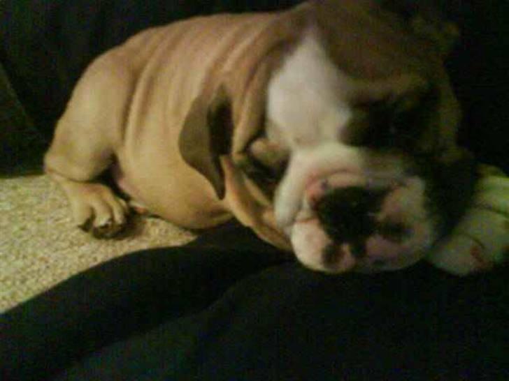 Engelsk bulldog Bertha - ah sove op af fars ben, det livet billede 8