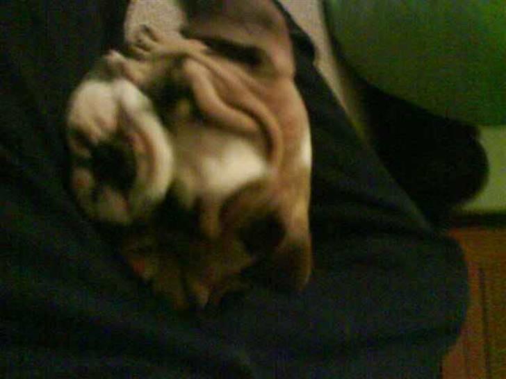 Engelsk bulldog Bertha - Ah jeg kender ik noget bedre end at sove!!! billede 9