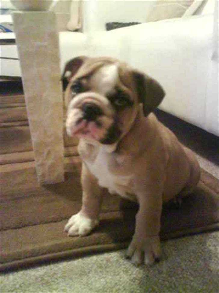 Engelsk bulldog Bertha - Skal jeg virkelig op!  billede 10