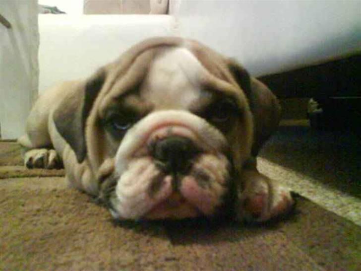 Engelsk bulldog Bertha - Puha LIVET ER BARE SÅ HÅRDT! billede 11