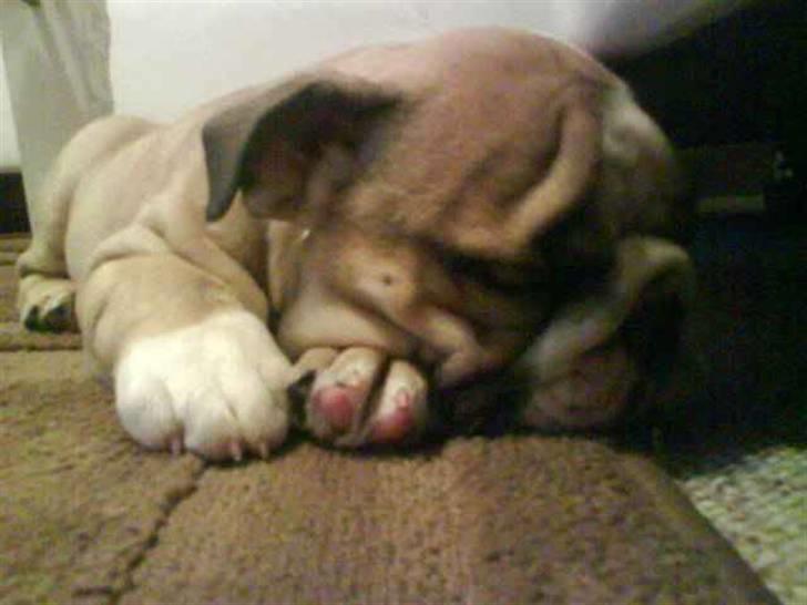 Engelsk bulldog Bertha - Hvis jeg nu vender hovedet, lader de mig så sove?! billede 12