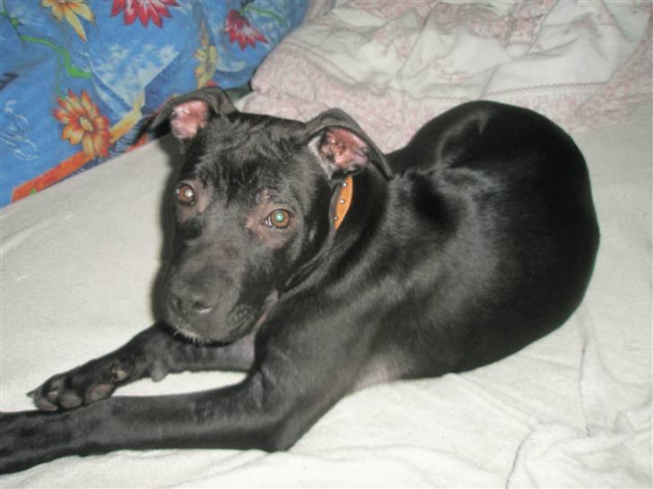 Amerikansk staffordshire terrier Demon Solgt R.I.P billede 6