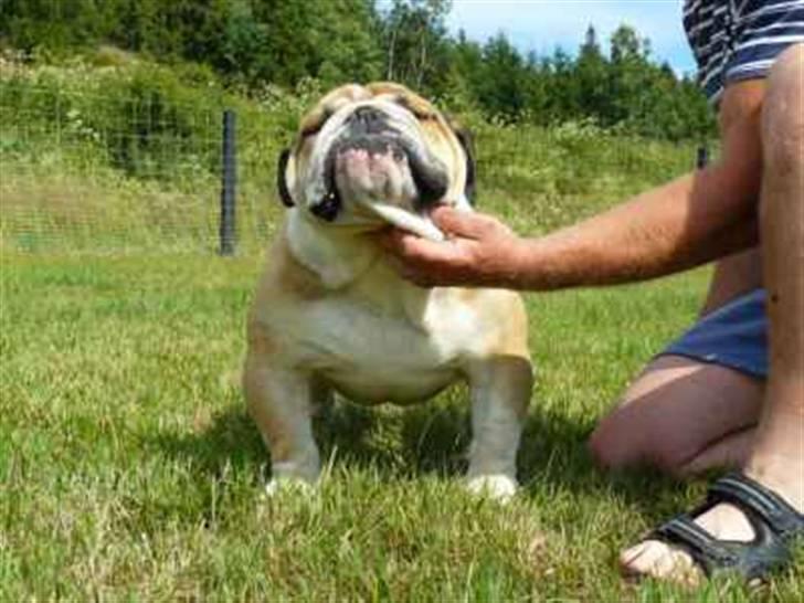 Engelsk bulldog Bertha - Faren til tykke Bertha billede 13