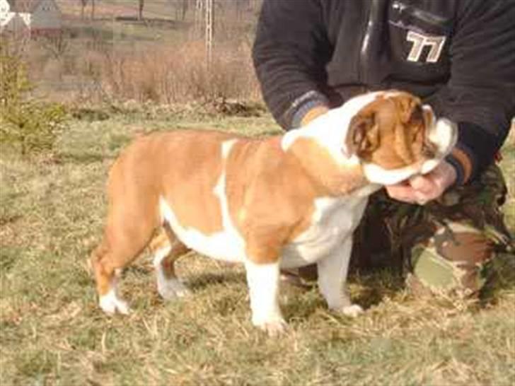 Engelsk bulldog Bertha - Moren til tykke Bertha billede 14