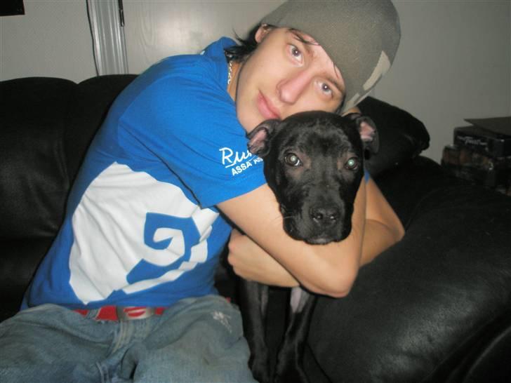 Amerikansk staffordshire terrier Demon Solgt R.I.P billede 7