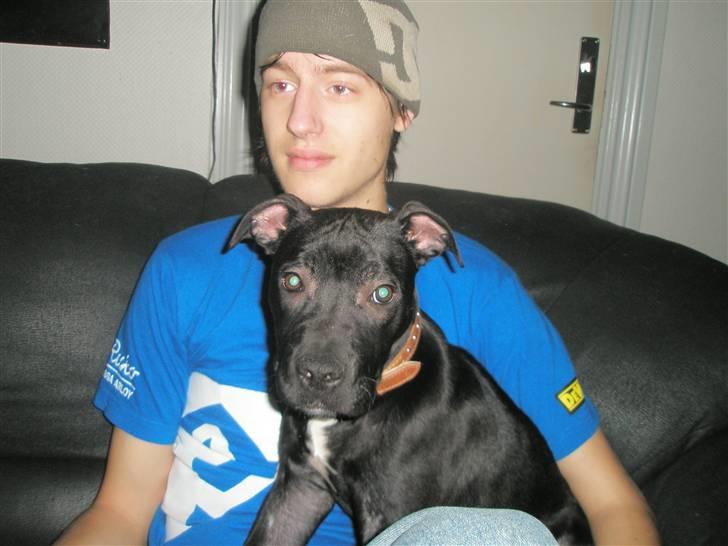 Amerikansk staffordshire terrier Demon Solgt R.I.P billede 8