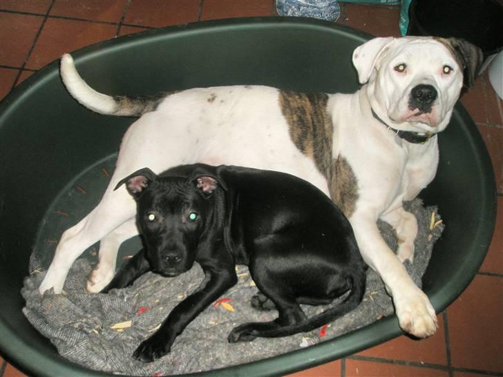 Amerikansk staffordshire terrier Demon Solgt R.I.P billede 9