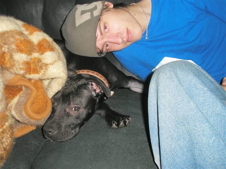 Amerikansk staffordshire terrier Demon Solgt R.I.P billede 10