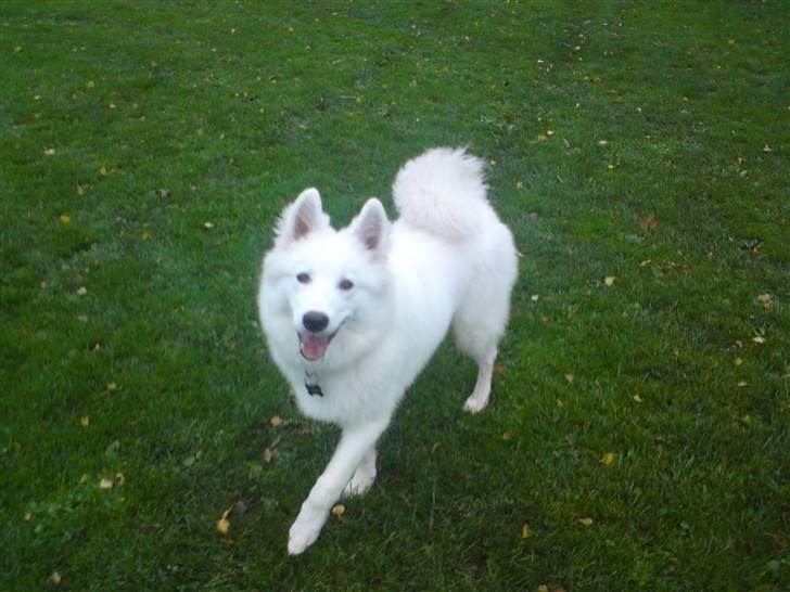 Blanding af racer dansk spids og samojede billede 9