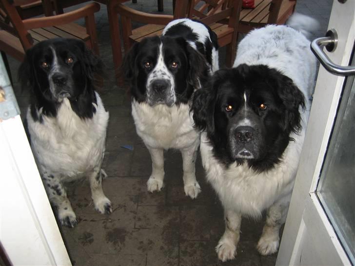 Blanding af racer Uba - "Det var altså ikke os,,,,må vi så godt komme ind nu ?" billede 13