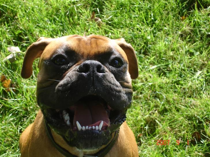 Boxer Dallas - Jubiiii! billede 1