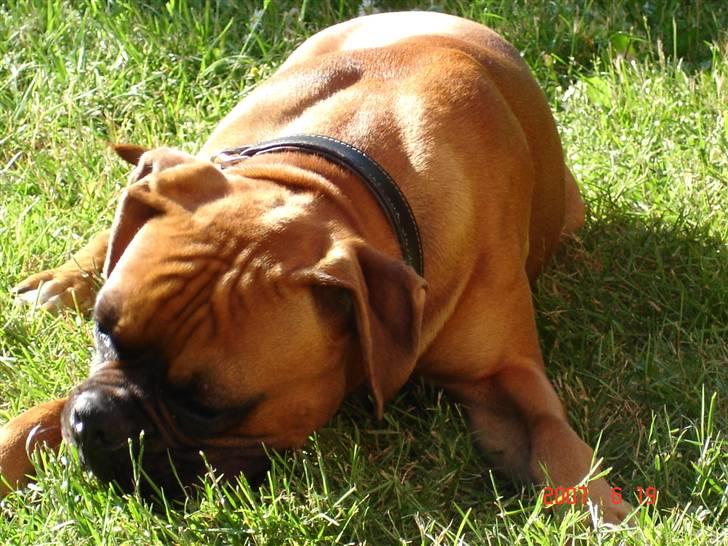 Boxer Dallas billede 2