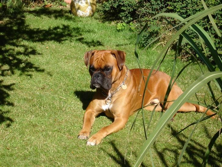 Boxer Dallas billede 3