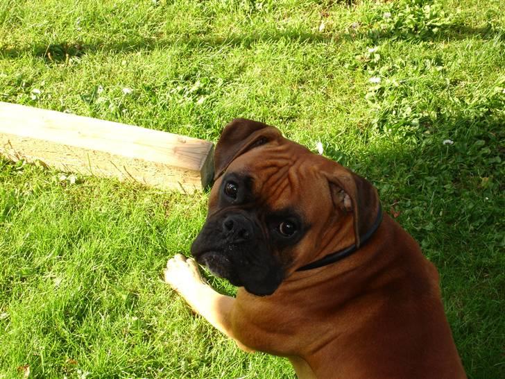 Boxer Dallas billede 4