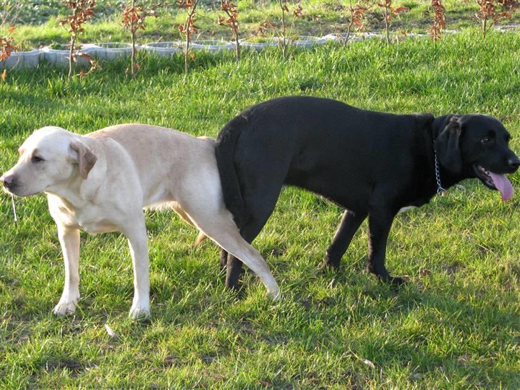 Blanding af racer SD Little Lucky Puma - Al begyndelse er svær:D Puma er som snyd ud af næsen på sin far. Prøv lige og se hvor hun ligner ham.. billede 17
