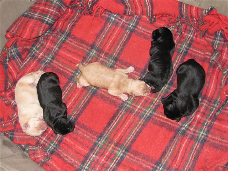 Blanding af racer SD Little Lucky Puma - Hele kuldet, Puma er den sorte længst til venstre billede 18