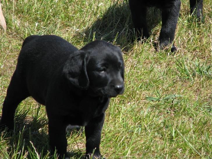 Blanding af racer SD Little Lucky Puma - Er ude og se verden billede 19