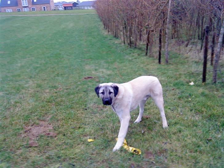 Kangal Tarzan billede 1