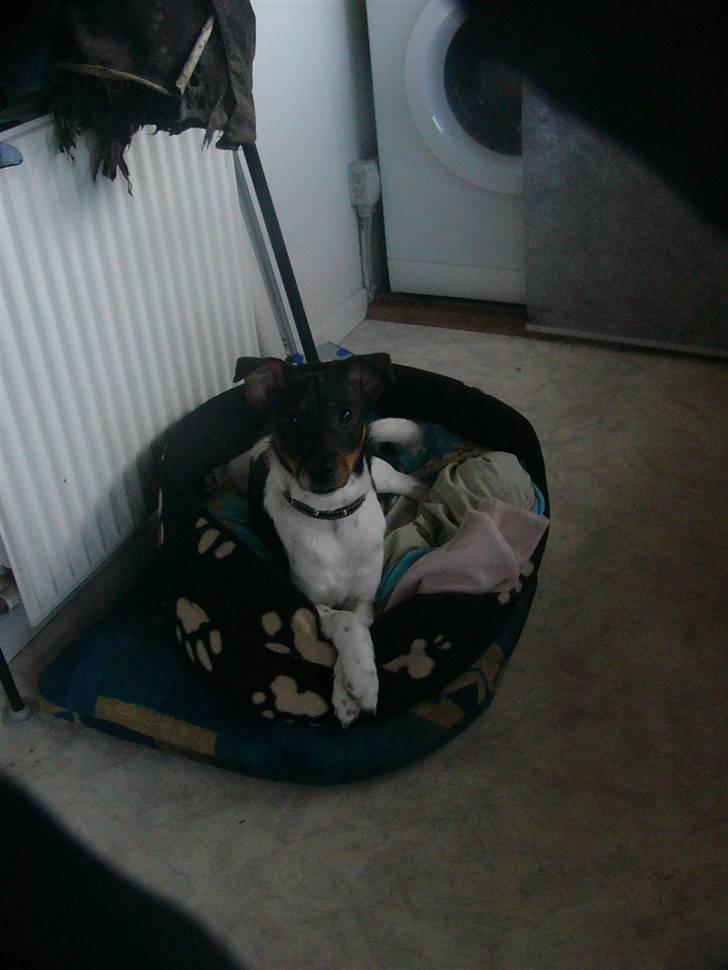 Dansk svensk gaardhund Bastian - nåe sødt billede 15