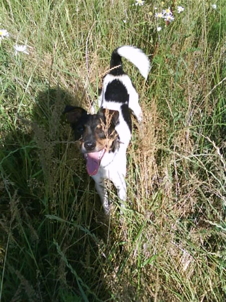 Dansk svensk gaardhund Bastian billede 16