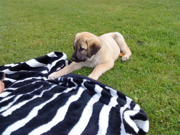 Kangal Tarzan billede 2