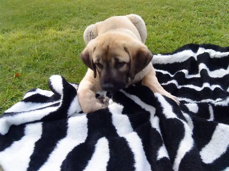 Kangal Tarzan billede 3