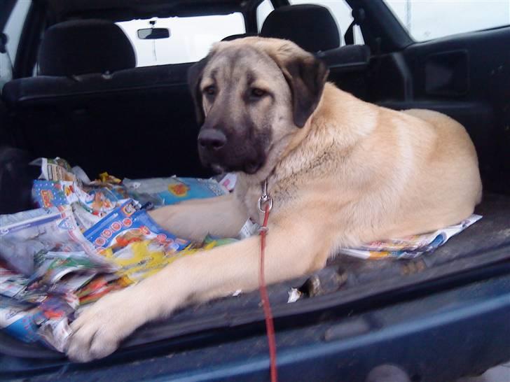 Kangal Tarzan billede 4